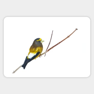 Evening Grosbeak - Algonquin Park Sticker